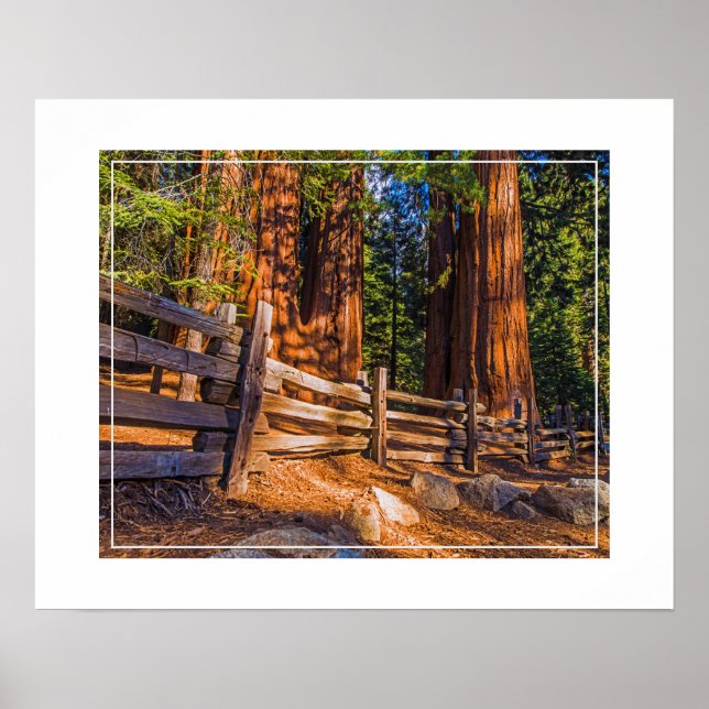 Poster Poster-Sequoias (Frente)