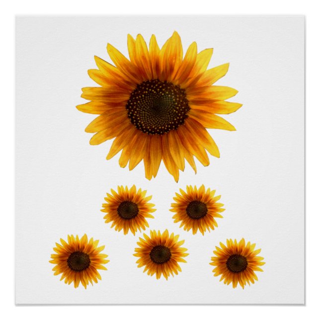 Póster Poster Sunflower (Frente)