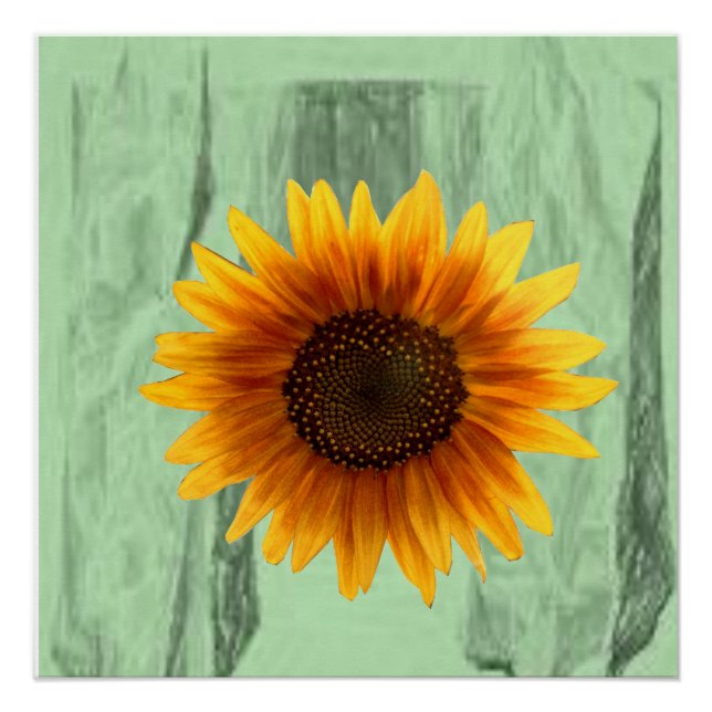 Póster Poster Sunflower (Frente)