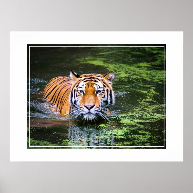 Poster Poster-Tiger (Frente)