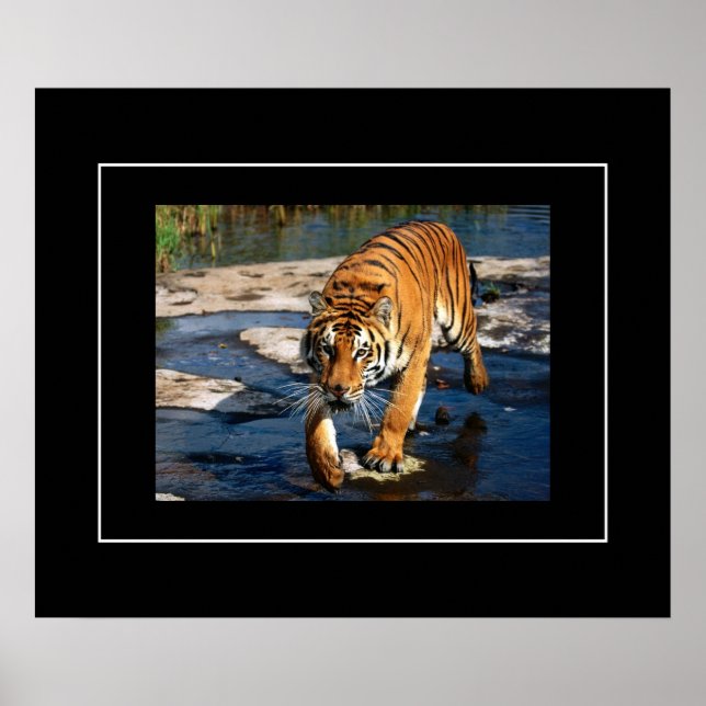 Poster Poster-Tiger (Frente)