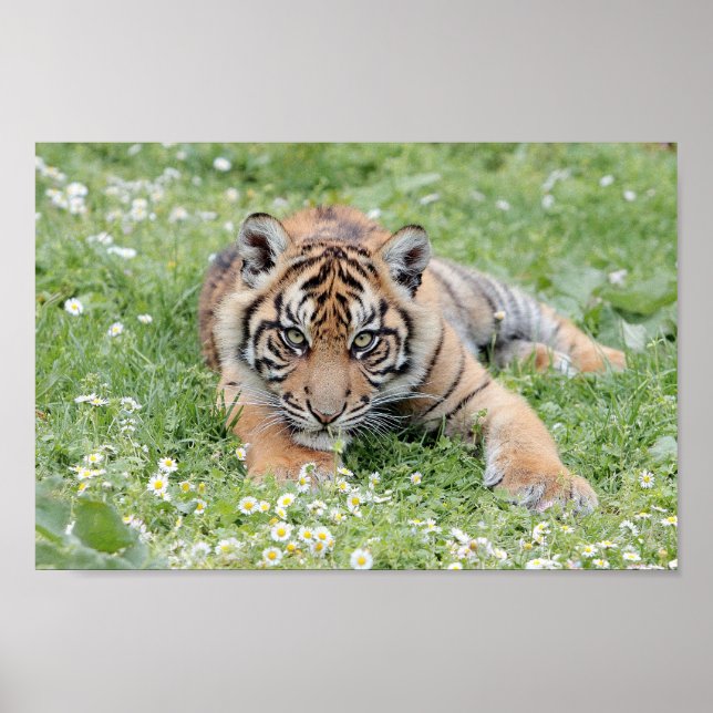 Poster Poster, tigre-tigre, animais. (Frente)