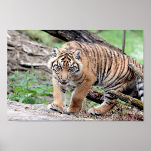 Poster Poster, tigre-tigre, animais.