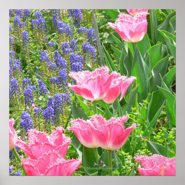 Póster Poster, Tulipa "Fonte Rosa", Tulipa E Hiacintos (Frente)