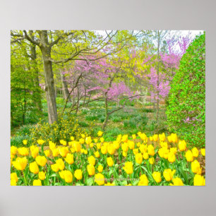 Poster Poster, Tulipas Amarelas e Árvores Redbud