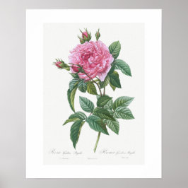 POSTER POSTER: VINTAGE BOTANICAL "GALLIC ROSA": REDOUTÉ