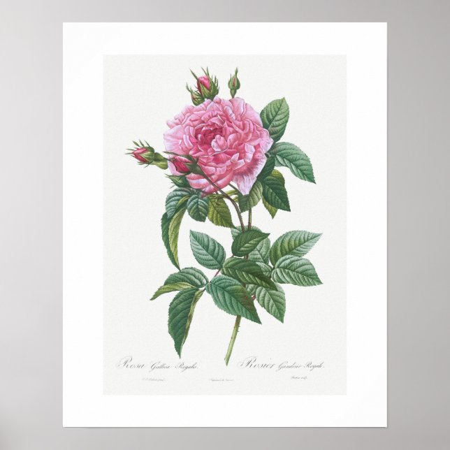 POSTER POSTER: VINTAGE BOTANICAL "GALLIC ROSA": REDOUTÉ (Frente)