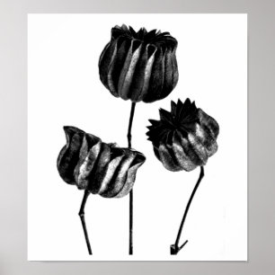 Póster Poster-Vintage Fotografia-Karl Blossfeldt 23