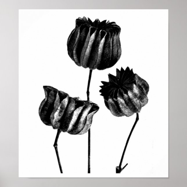 Póster Poster-Vintage Fotografia-Karl Blossfeldt 23 (Frente)