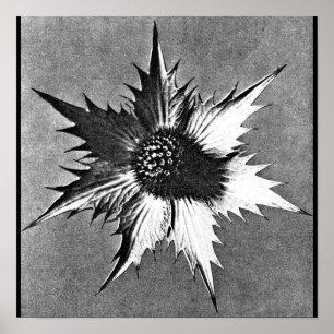 Póster Poster-Vintage Fotografia-Karl Blossfeldt 27