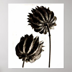 Poster Poster-Vintage Fotografia-Karl Blossfeldt 38