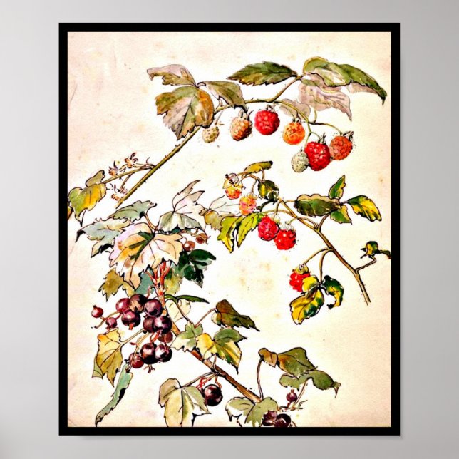 Poster Poster-Vintage Illustration-Beatrix Potter 9 (Frente)