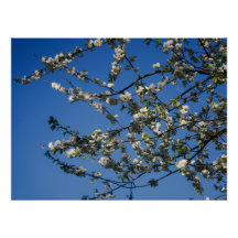 Poster - Weiße Kirschblüten vor blauem Himmel