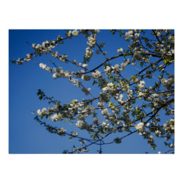 Póster Poster - Weiße Kirschblüten vor blauem Himmel
