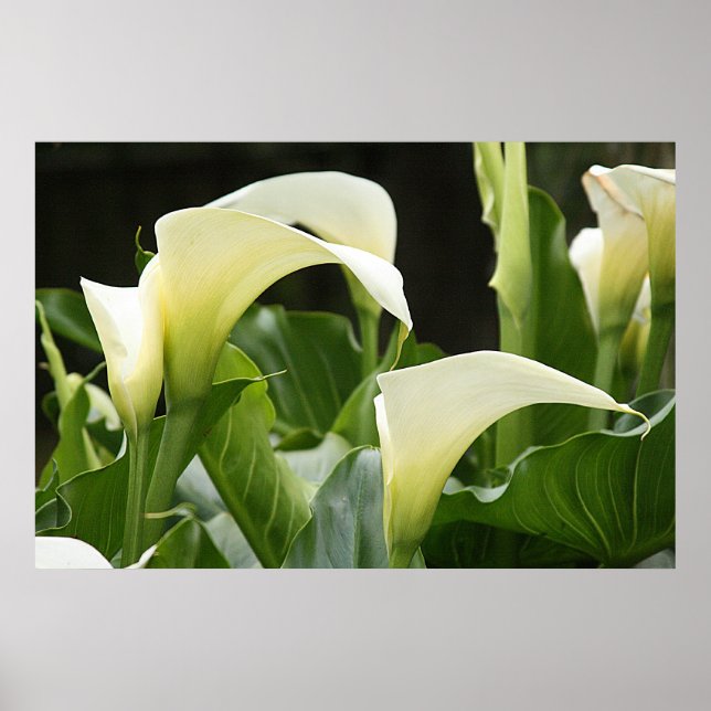 Póster Poster, WHITE CALLA LILIES_ Horiz # 1 (Frente)