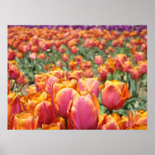Póster Pôsteres de arte de flores de tulipa Tulipas laran