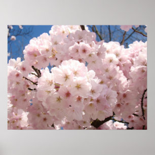 Póster Pôsteres de arte floral de primavera Flores de árv