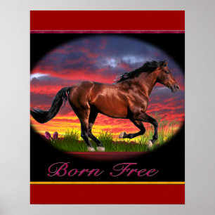Poster Pôsteres de cavalo nascido livre