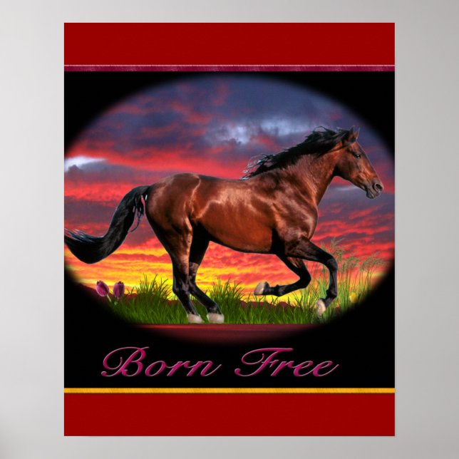 Poster Pôsteres de cavalo nascido livre (Frente)