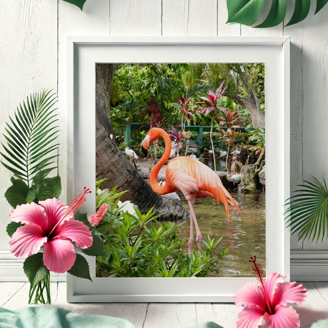 Poster Pôsteres de Fotografia de Viagens da Flórida (Tropical gifts pink flamingo photography by Victoria Grigaliunas Bonita Springs Wonder Gardens)