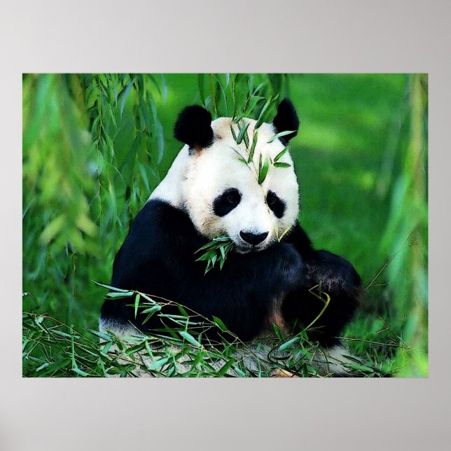 Poster Pôsteres de Panda - Pôster de Panda Comendo Folhas (Frente)