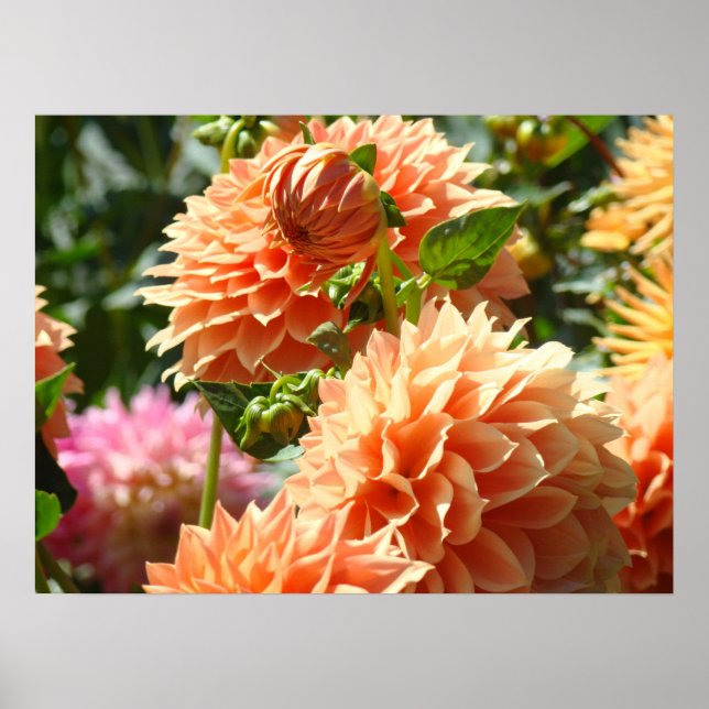 Póster Pôsteres florais Flores de Dália Laranja Jardins (Frente)