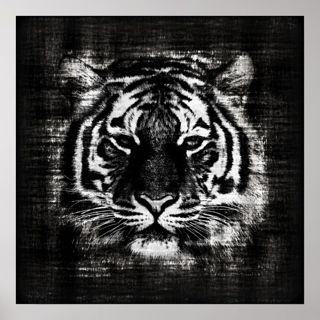 Póster Posteres vintage de Tigre Preto e Branco (Frente)