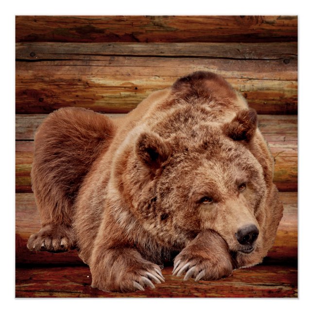 Póster Posters DE CABINA DO LOCAL DE REPOUSO DE URSO (Frente)