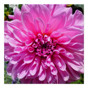 Póster Posters de Flor Rosa Puro Dhalia