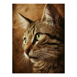 Póster Posters Dives Cat 3