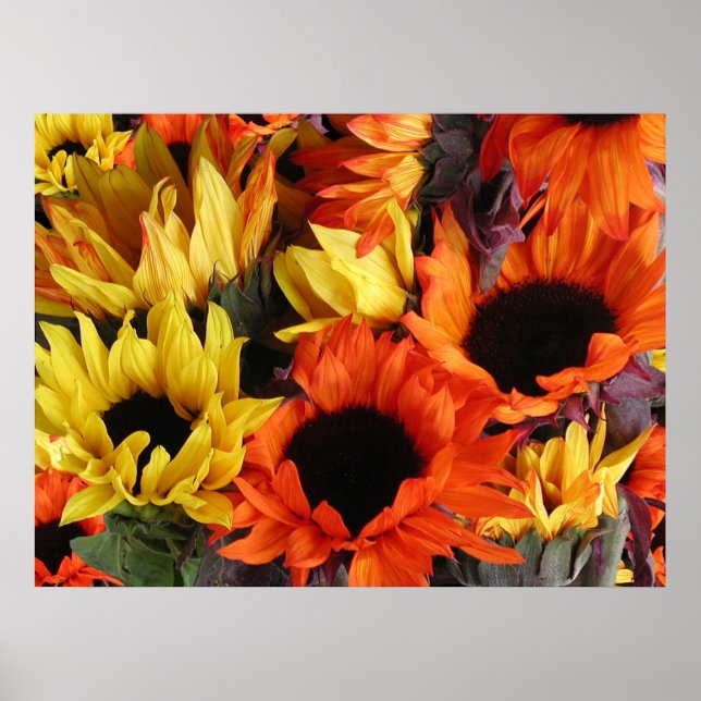 Póster Posters, FLORES DE FENDA # 1 (Frente)