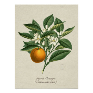 Póster Posto de Folhas de Fruta Laranja Vintage