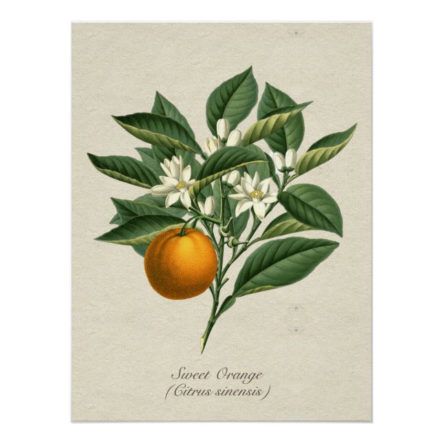 Póster Posto de Folhas de Fruta Laranja Vintage (Frente)