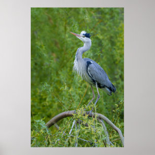 Poster Postura Aristocrática: Cinza Heron Display