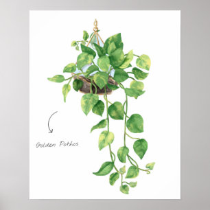Poster Pothos dourado