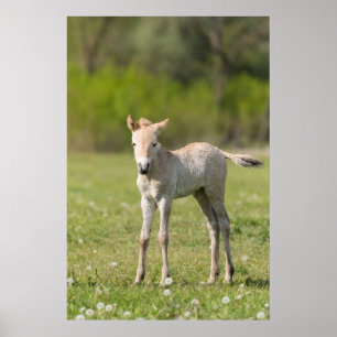 Póster Potro do cavalo de Przewalski, Hungria