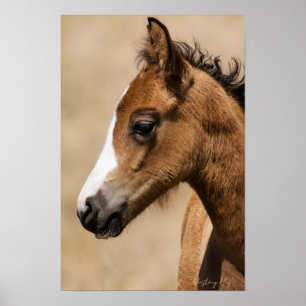 Poster Potro Mustang Selvagem - Apolo