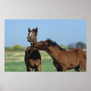 Póster Potros que jogam 2