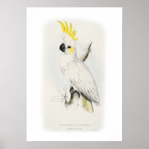 Poster Pouco cockatoo enxofre-com crista