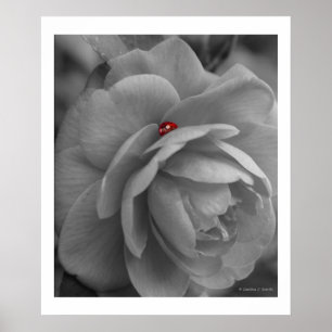 Póster Pouco inseto em cima de uma flor