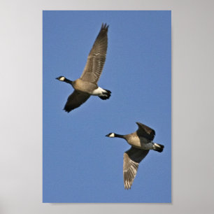 Poster Poucos gansos de Canadá em vôo