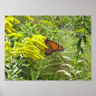 Poster Poupe a vareta e a borboleta