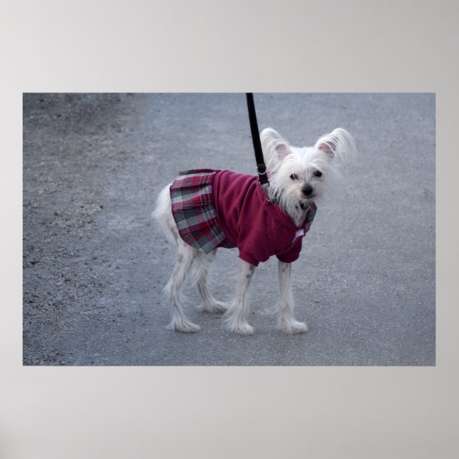 Póster Powderpuff Modestável (Frente)