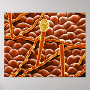 Póster Powdery Mildew Fungus em Poinsettia