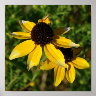 Póster Praça das Flores Amarelas bonito