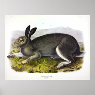 Poster Praça Polar, Lebre Ártica, Lepus arcticus por Au