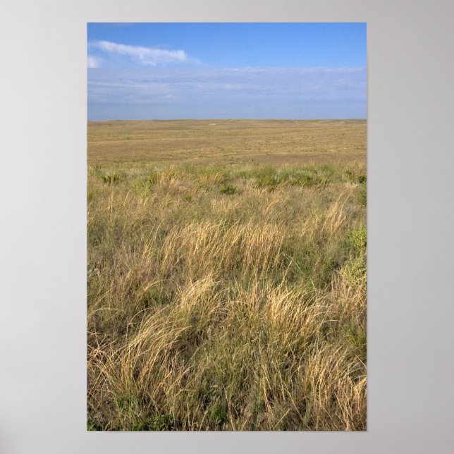 Póster Pradaria de pastagem a leste de Sidney, Nebraska. (Frente)