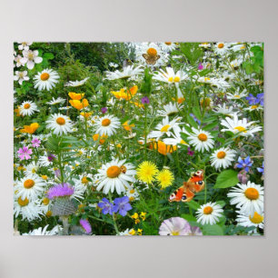 Póster Prado bonito do Wildflower e da borboleta