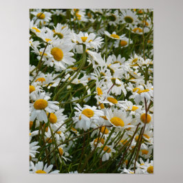 Poster Prado de Flores Felizes - Margarida sorridente com