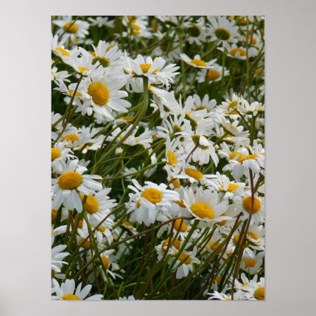 Poster Prado de Flores Felizes - Margarida sorridente com (Frente)